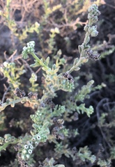 Heliotropium kotschyi