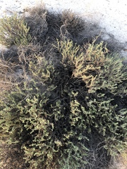 Heliotropium kotschyi