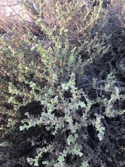 Heliotropium kotschyi