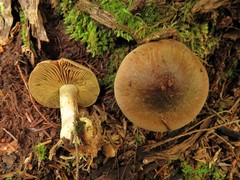Cortinarius scaurus