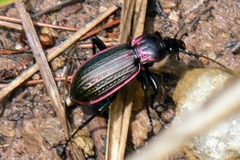 Carabus morbillosus macilentus