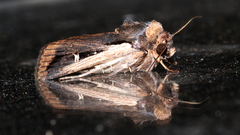 Proteuxoa tortisigna