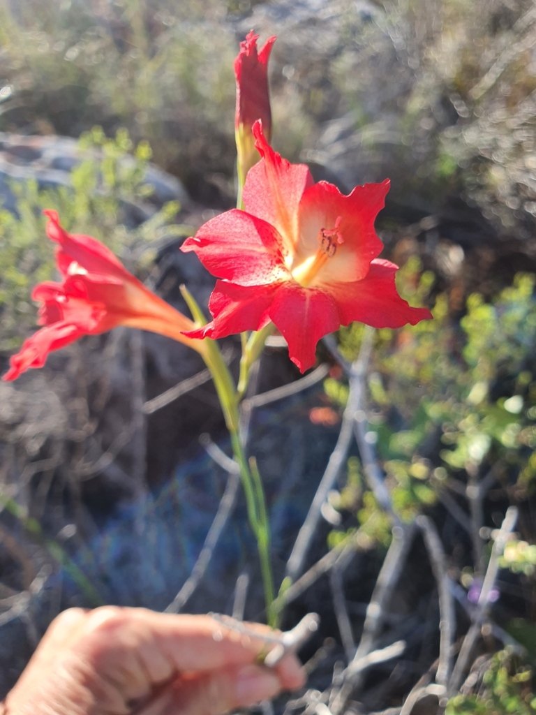 Speckle-Scarlet Afrikaaner hybrid