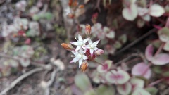 Crassula pellucida marginalis