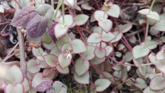 Crassula pellucida marginalis