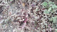 Crassula pellucida marginalis