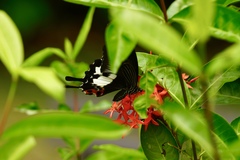 Papilio iswara