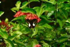 Papilio iswara