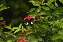 Papilio iswara