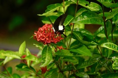 Papilio iswara