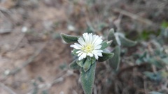 Delosperma ecklonis