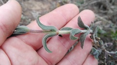 Delosperma ecklonis