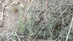 Crassula mollis