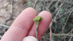 Crassula mollis