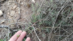 Crassula mollis