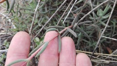 Crassula mollis