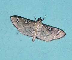 Cotachena