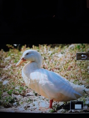 Anas platyrhynchos domesticus