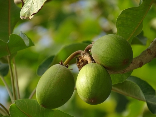 Shea Tree