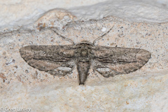 Holochroa dissociarius