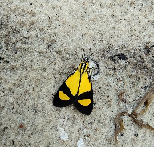 Myonia, 2025-06-09