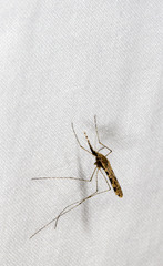 Anopheles annulipes