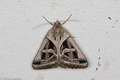 Callistege intercalaris