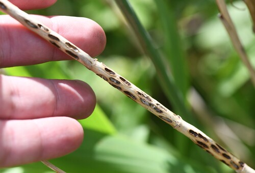 Giraudiella inclusa