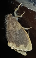 Euproctis fimbriata