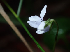 Viola silicestris