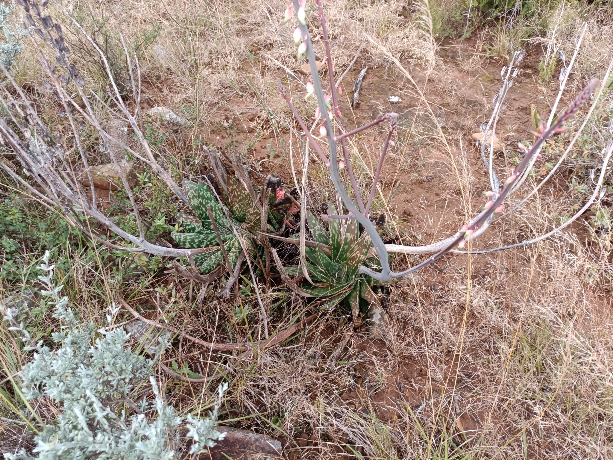 Imagem de Gasteria