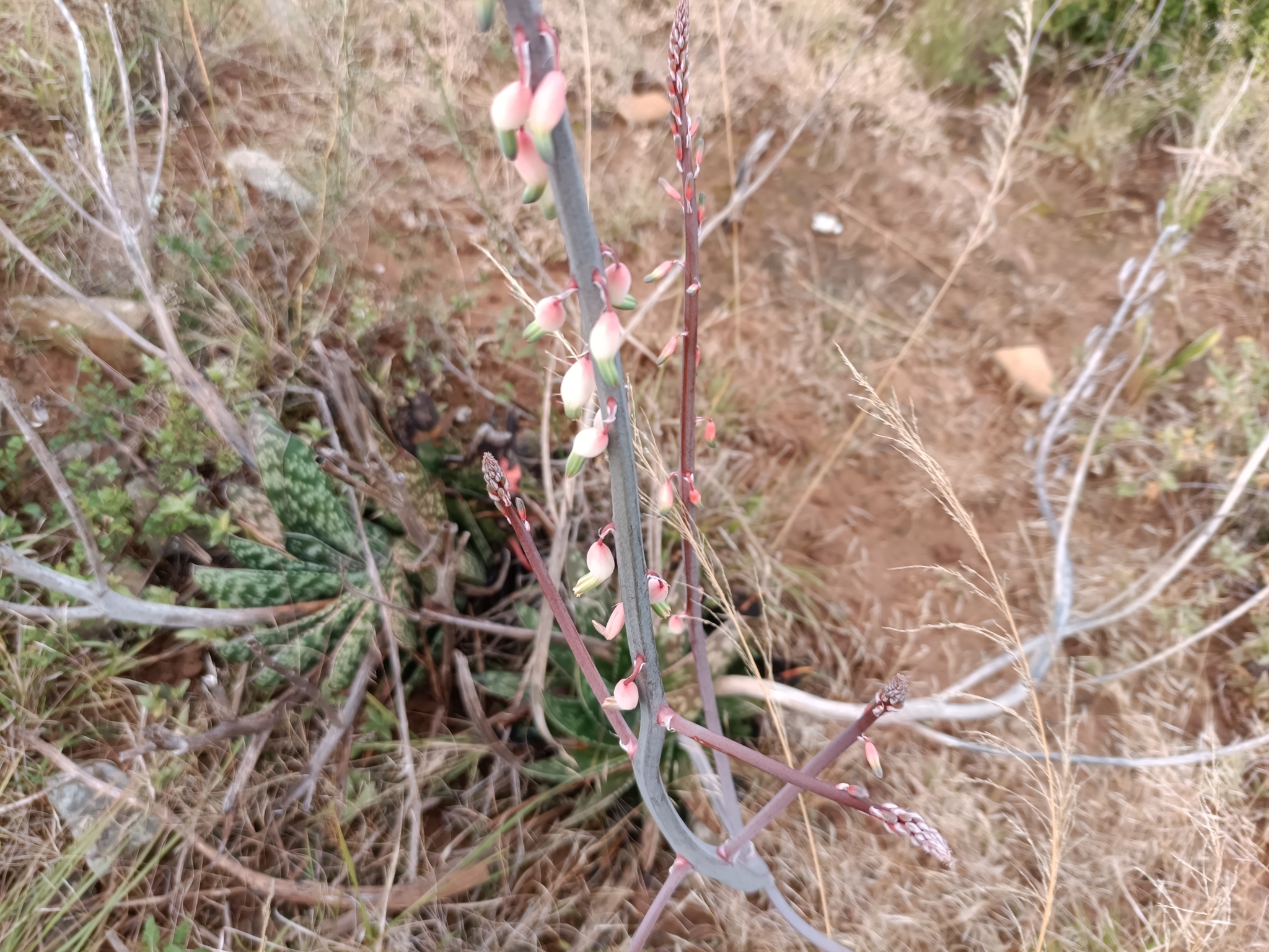 Imagem de Gasteria
