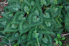 Cyclamen graecum graecum