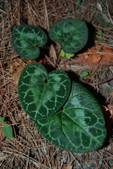 Cyclamen graecum graecum