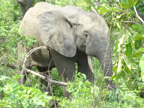 African Savanna Elephant