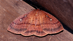 Anthela connexa