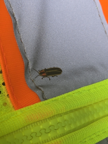 Marsh imp photo 5