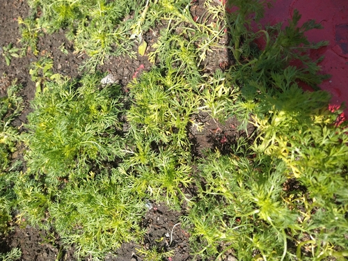 pineapple-weed