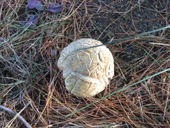 Neolentinus ponderosus