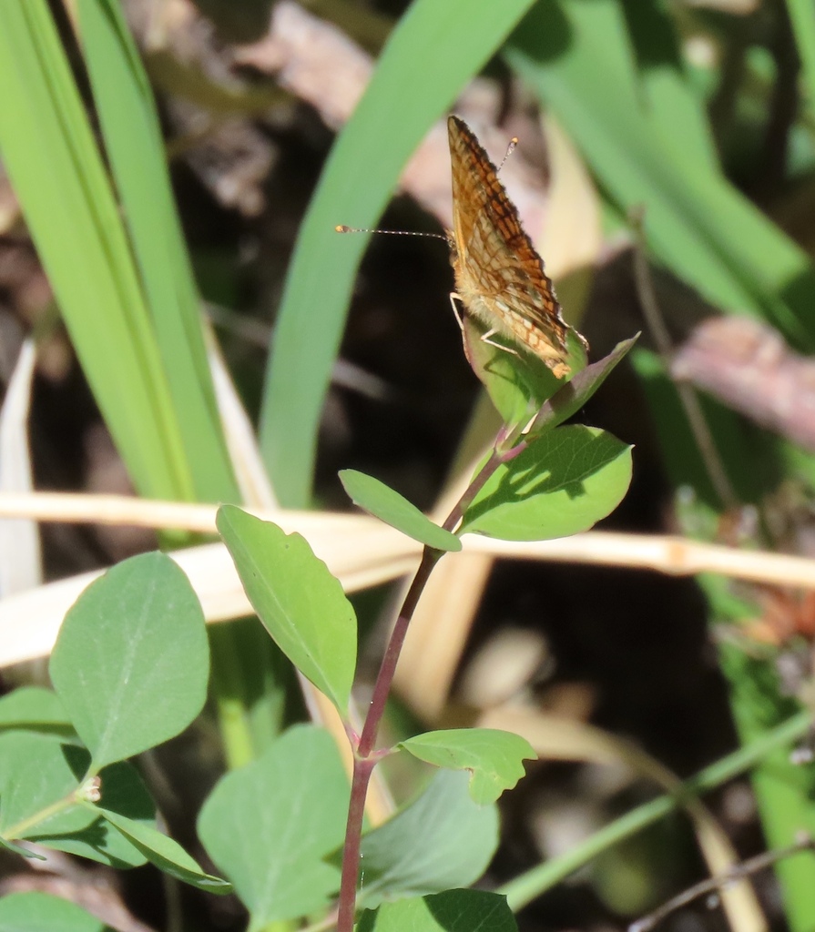 Phyciodes mylitta mylitta