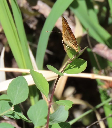 Phyciodes mylitta mylitta