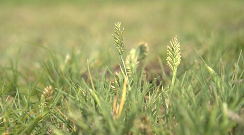 British alkaligrass (Puccinellia rupestris)