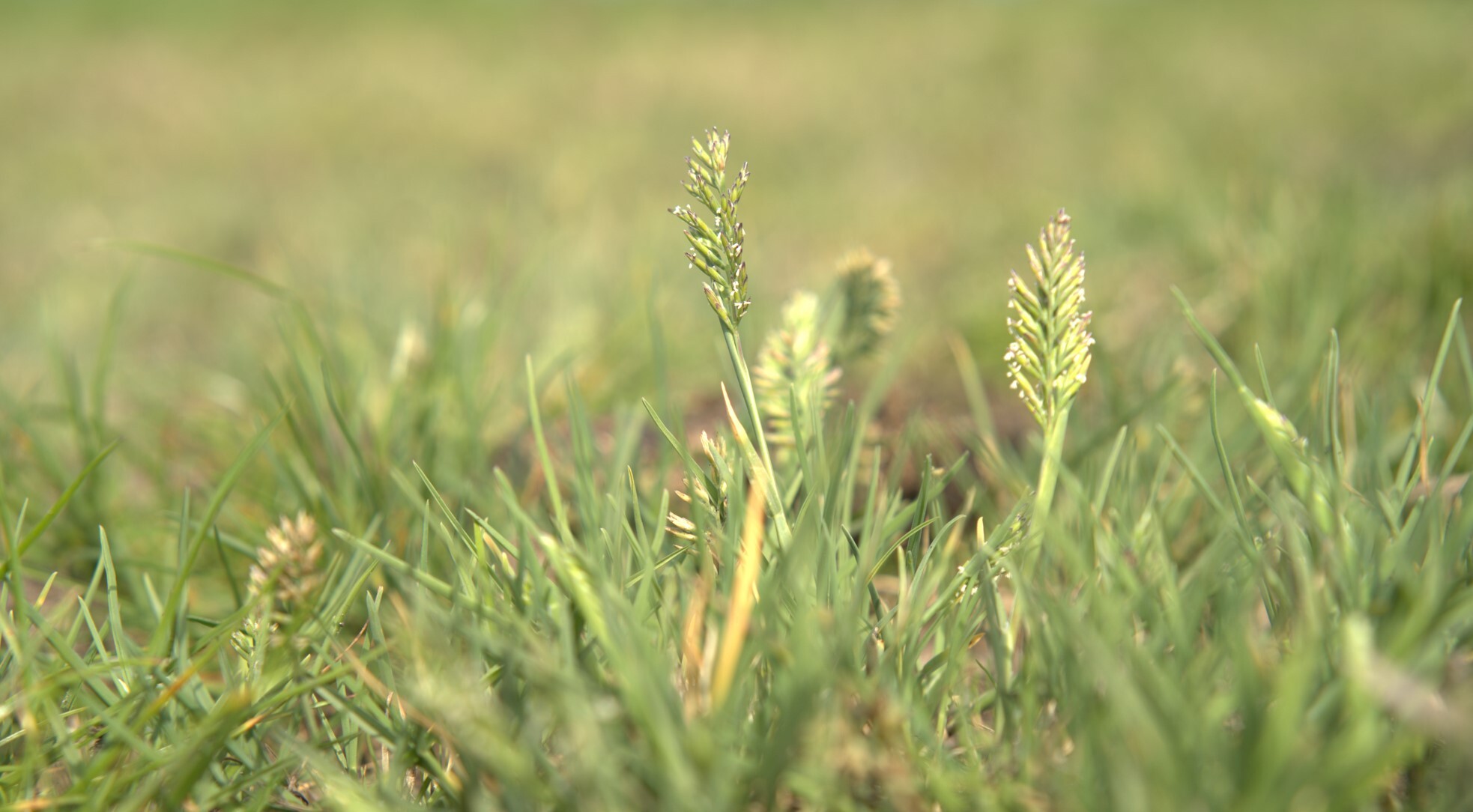 Puccinellia rupestris