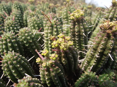 Euphorbia mammillaris