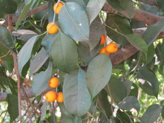 Ficus benjamina nuda