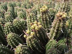 Euphorbia mammillaris