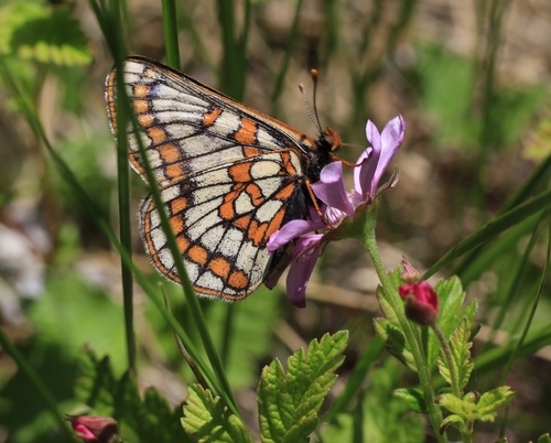 Lapland Fritillary