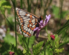Euphydryas iduna