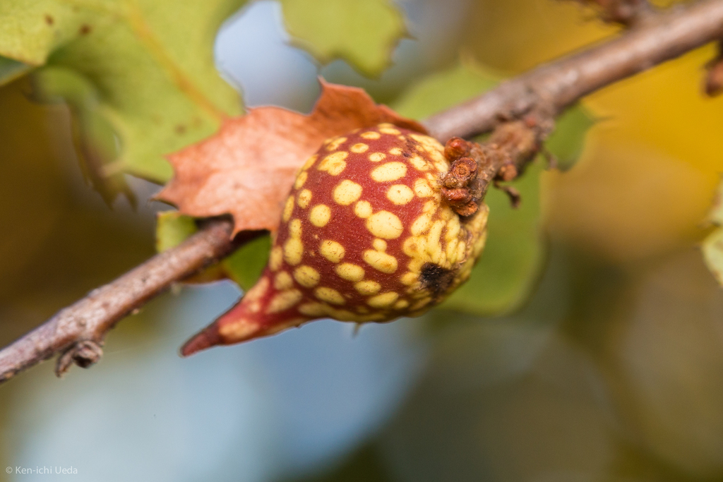Beaked Twig Gall Wasp