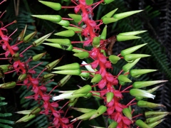 Pitcairnia multiflora